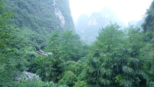 山间葱郁林木景观