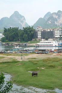 河畔田园风光 水牛悠然