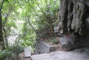 山间石阶 隐于葱郁林木间