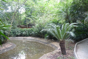 林间清幽小溪景观