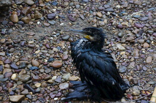 岸边站立的黑色鸬鹚