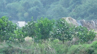 山间绿植与远处建筑景观