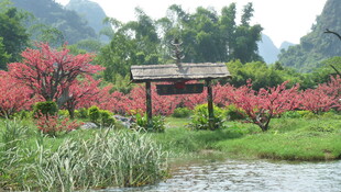 春日河畔烂漫花景