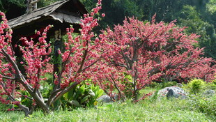 春日山间红树与木屋