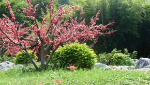 春日繁花绿树美景