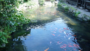 池塘中游动的多彩锦鲤