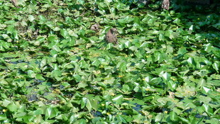 翠绿繁茂的植物叶片