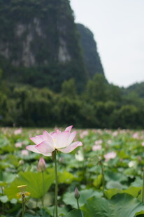 荷塘粉荷映青山