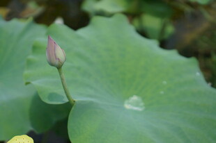 含苞待放的荷花与荷叶