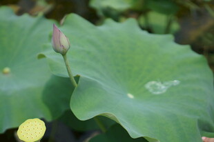 含苞待放的荷叶与荷花