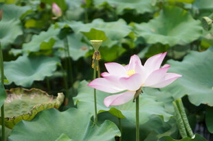 粉色荷花绽放于绿叶间