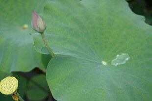 含苞待放的荷叶与荷花