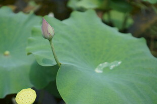 荷叶上的粉嫩荷花