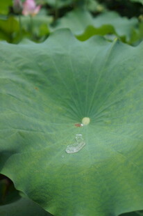 荷叶上的晶莹水珠