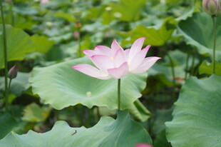 绽放的粉色荷花