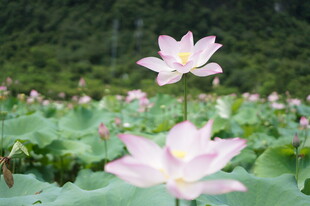 荷塘绽放的美丽粉色荷花