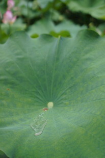 特写荷叶上的晶莹水珠