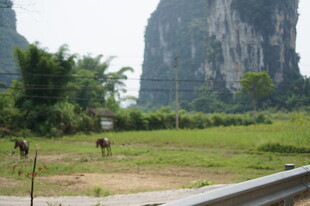 田园风光中的牛马与远山