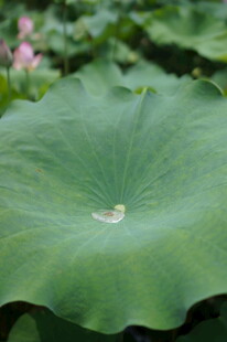 硕大荷叶尽显自然生机