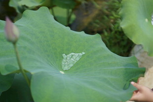 荷叶上的水珠与荷花