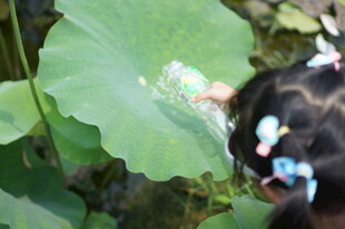 小女孩赏玩荷叶