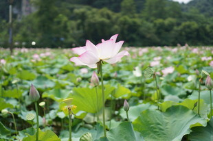 夏日荷塘中的娇艳荷花