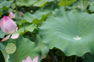 夏日荷花荷叶美景