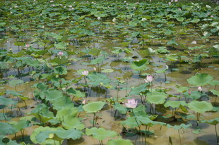 荷塘中的荷叶与荷花