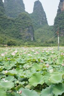 荷塘山色 山峦下的绿意生机