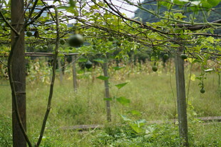 林间草木茂盛的自然景象