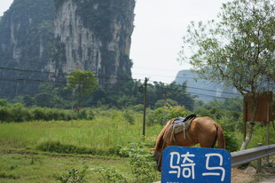 田园中驮物的骆马