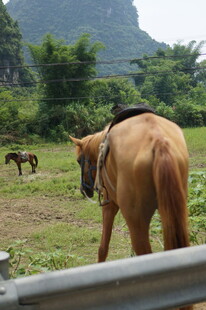 田野中的棕色马匹