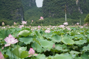 荷塘美景 荷花绽放