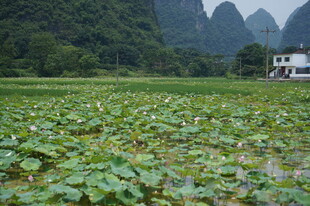 田园荷塘与远山美景