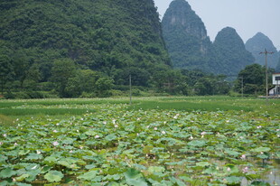 荷塘山色 山水田园美景