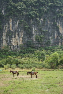 山间草地双马悠然