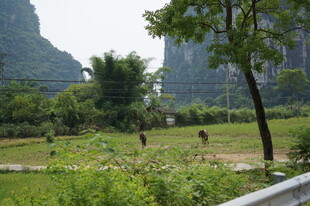田园风光中的自然景致