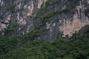 陡峭山壁上的葱郁植被