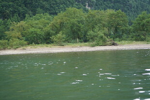 河畔绿荫下的宁静水域