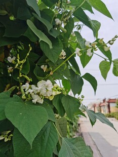 绿叶间绽放的白色小花