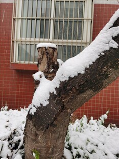 雪中树桩