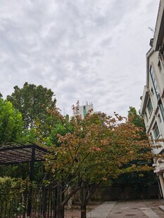 庭院绿树环绕景致宜人