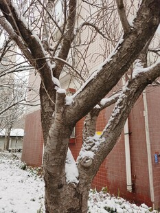 雪后光秃树枝与红墙