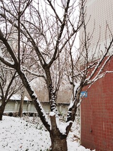 雪覆树木旁的红墙景致