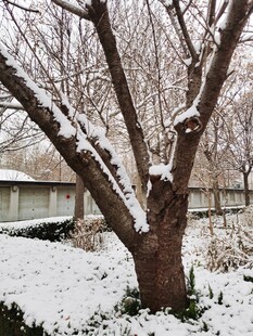 雪覆枝头的冬日树木景象