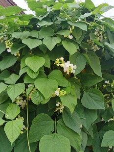 绿叶间绽放的娇嫩花朵