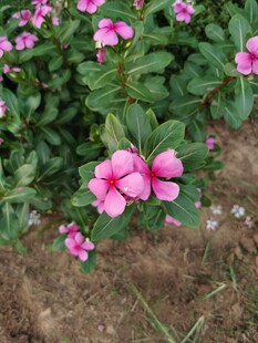 粉色长春花绽放于绿叶间