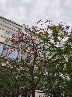 街头绽放的繁花树木