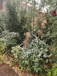 冬日覆雪绿植景观