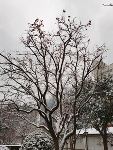 雪覆枯树冬日景象